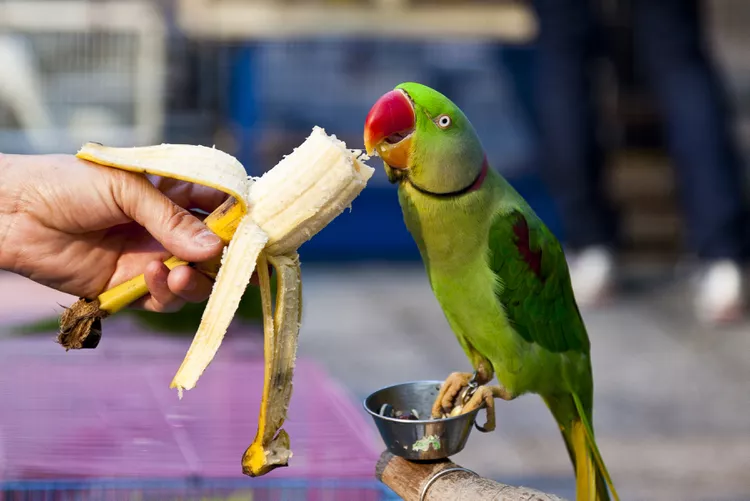 food of a parrot