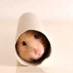 hamster toy​