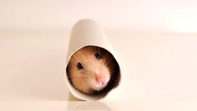 hamster toy​