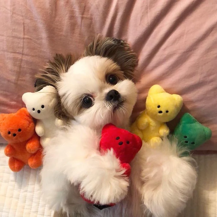 cute dog toys​