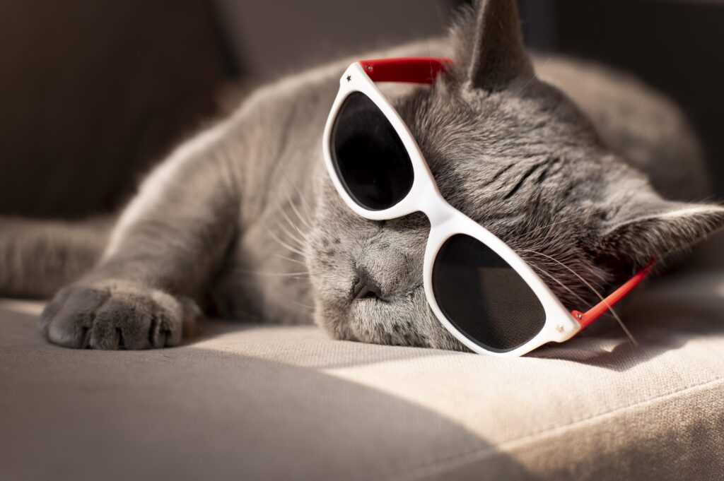 cat eye sunglasses