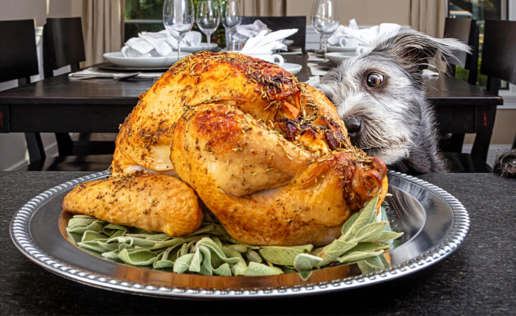 turkey dog food​