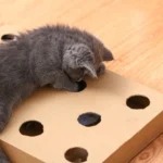 cat box toy