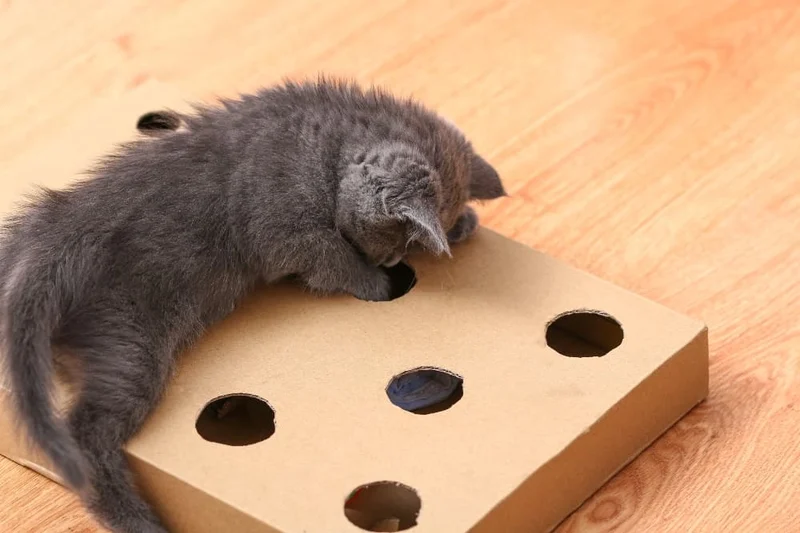 cat box toy