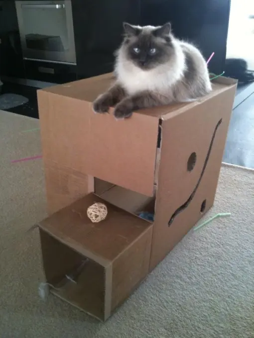 cat box toy