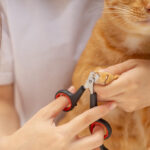 The Ultimate Guide to Cat Nail Clippers: What Every Cat Owner Should Know