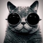 cat eye sunglasses