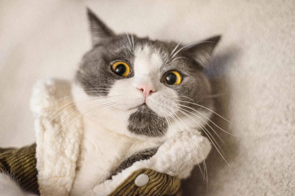 cat clothes​