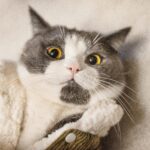 cat clothes​