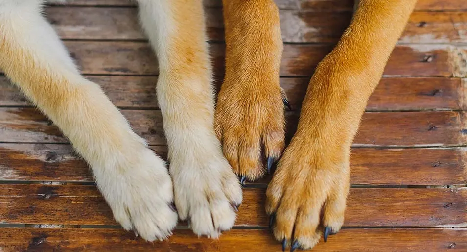 dog nail supplement​