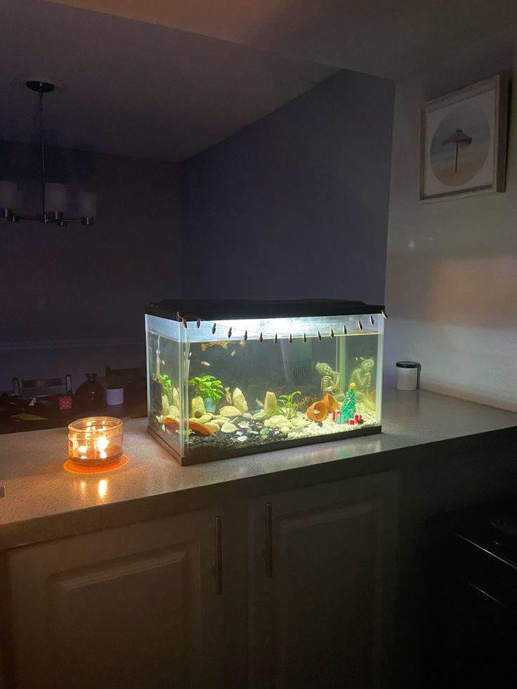 aquarium fish tank for home