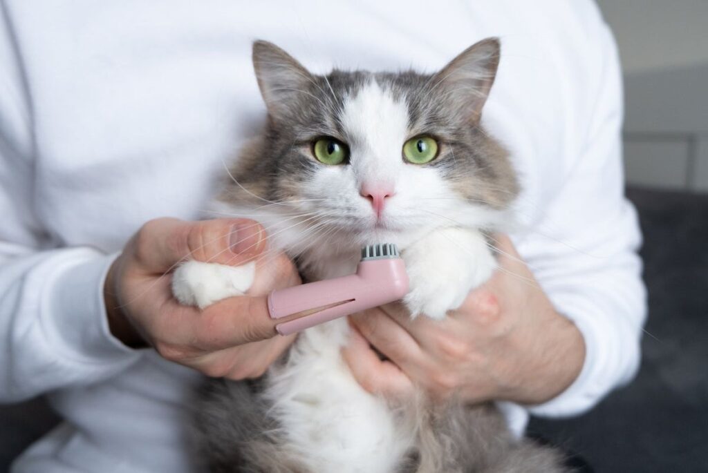 brush cat teeth​