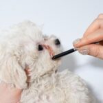 Dog Comb: Complete Grooming Guide for Pet Owners If you’ve ever seen your dog’s fur looking a little wild or felt a tangle while petting them, you know grooming isn’t just about appearances—it’s about health. A dog comb isn’t just a grooming accessory; it’s an essential tool for keeping your dog’s coat clean, free of mats, and comfortable. But not all dog combs are the same. The right comb depends on your dog’s coat type, lifestyle, and even their tolerance for grooming. In this guide, we’ll walk through everything you need to know about choosing and using a dog comb, with practical tips from both personal experiences and expert insights. Why Grooming with a Dog Comb Matters Grooming does more than make your dog look good—it directly impacts their health and comfort. Using a dog comb regularly helps: Prevent Mats & Tangles – Stops painful knots from forming. Remove Dirt & Debris – Keeps skin and fur clean. Distribute Natural Oils – Promotes a healthy, shiny coat. Spot Health Issues Early – You can catch lumps, bumps, or parasites during combing. Skipping grooming can lead to mats, skin irritation, and even infections—especially in long-haired breeds. Types of Dog Combs Not every comb works for every dog. Here’s a breakdown of the main types: 1. Slicker Comb Fine, short wires close together, great for removing tangles and loose fur. Best for: Long-haired or curly-coated breeds. Pros: Excellent for detangling. Cons: Can be too harsh for sensitive skin if used aggressively. 2. Wide-Tooth Comb Wider spacing between teeth for gentle detangling. Best for: Thick or double coats. Pros: Less pulling, good for large tangles. Cons: Doesn’t catch fine hair. 3. Flea Comb Tightly spaced teeth to catch fleas, flea dirt, and fine debris. Best for: Detecting and removing fleas. Pros: Great for pest control. Cons: Not for general grooming. 4. Undercoat Rake Removes dead undercoat hair without damaging the topcoat. Best for: Shedding breeds like Huskies, German Shepherds. Pros: Reduces shedding dramatically. Cons: Not ideal for single-coated dogs. Choosing the Right Dog Comb The perfect dog comb depends on a few factors: Coat Type – Long, short, curly, or double coats require different comb designs. Dog’s Size – Larger dogs may need bigger combs for efficiency. Comfort & Grip – Look for ergonomic handles to make grooming easier. Safety Features – Rounded tips protect the skin from scratches. Step-by-Step: How to Comb Your Dog Safely Pick the Right Time – Choose a calm moment when your dog is relaxed. Inspect the Coat – Look for tangles, mats, or debris before starting. Start at the Ends – Work from the tip of the fur toward the skin to avoid pulling. Be Gentle on Sensitive Areas – Ears, belly, and tail require extra care. Reward Often – Give treats and praise to make grooming positive. Common Grooming Mistakes Using the Wrong Comb – Can cause discomfort or be ineffective. Skipping Regular Sessions – Leads to more mats and dirt buildup. Rushing – Makes dogs anxious and can cause accidental pulls. Ignoring Undercoat – Shedding breeds need extra attention here. Preventing Tangles & Mats Brush or comb at least twice a week for most breeds, more for long-haired dogs. Keep fur dry—wet fur tangles faster. Schedule regular grooming with professionals for trimming and coat care. Feed a balanced diet for healthy skin and fur. Personal Experience: The Grooming Game-Changer When I adopted my Golden Retriever, I underestimated how quickly tangles could form behind her ears and around her hind legs. My regular brush just wasn’t cutting it—literally. After some trial and error, I bought a high-quality dog comb with both wide and narrow teeth. It made detangling painless and cut my grooming time in half. Now, she actually wags her tail when I bring it out, because it means extra bonding time. Expert Insights Professional groomers often recommend starting with a wide-tooth comb to break up tangles, then switching to a finer comb for finishing. According to certified groomer Lisa Leady: “The right comb can make all the difference. It’s not just about getting through the fur—it’s about doing it in a way that your dog actually enjoys.” Veterinarians also remind owners to check the skin while combing, as many issues are hidden beneath the fur. Comparison Table: Popular Dog Combs Comb Type Best For Safety Features Ease of Use Price Range Slicker Comb Long or curly coats Rounded wire tips High $$ Wide-Tooth Comb Thick coats Rounded teeth High $ Flea Comb Pest detection/removal Fine, safe teeth Medium $ Undercoat Rake Heavy-shedding breeds Skin-safe blades High $$ When to See a Professional Groomer Sometimes, especially with severe mats or a nervous dog, it’s better to leave it to the pros. Seek professional help if: Mats are too close to the skin. Your dog is aggressive during grooming. The coat hasn’t been combed in weeks or months. Key Takeaways A dog comb is essential for coat health, comfort, and bonding. Match the comb to your dog’s coat type for best results. Gentle, regular grooming prevents mats and keeps your dog happy. Conclusion A good dog comb isn’t just about keeping your pet pretty—it’s about maintaining their health, comfort, and happiness. With the right tool and technique, grooming can go from being a chore to a positive bonding experience. Whether your dog has a flowing, silky coat or a short, sleek one, regular combing is one of the simplest and most effective ways to keep them looking and feeling their best.