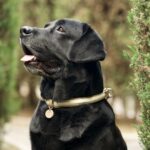 dog in collar​