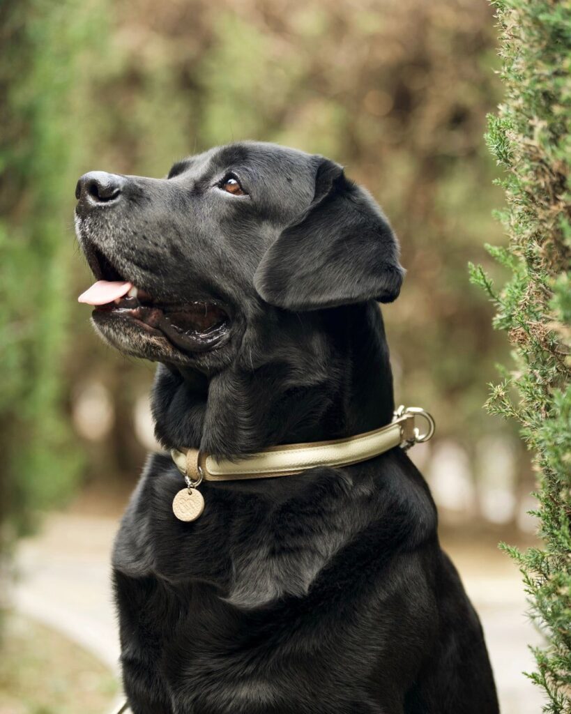 dog in collar​