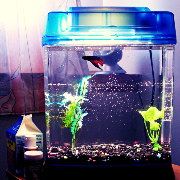 betta fish tank