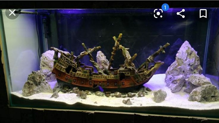 Fish Tank Pirate Ship: A Nautical Treasure for Your Aquarium
Ever thought about turning your aquarium into a scene from a maritime legend? A fish tank pirate ship might be exactly what you need. These decorative pieces do more than just add visual flair — they create a sense of mystery and adventure, making your underwater world come alive.

Whether you're setting up a new tank or looking to enhance an existing one, pirate ship decorations offer a blend of creativity, functionality, and timeless appeal. Let’s dive into why they’re such a popular choice, how to choose the best one, and how to keep your aquatic environment safe and beautiful.

Why a Pirate Ship? The Appeal Behind the Theme
A fish tank pirate ship taps into a universal sense of adventure. Here's why this décor stands out:

Storytelling: Pirate ships ignite imagination. They turn a simple tank into a treasure-filled seascape.

Visual Impact: Intricately designed pirate ships, with tattered sails and weathered wood textures, add an eye-catching centerpiece.

Shelter for Fish: These structures often include caves, crevices, and tunnels that provide hiding spots for fish, reducing stress.

In short, a pirate ship in your aquarium adds both aesthetic value and practical benefits for aquatic life.

Types of Fish Tank Pirate Ships
Not all pirate ships are created equal. Here are the most common varieties available:

1. Full-Sized Centerpiece Ships
Typically 8 to 20 inches long.

Designed as the main focal point.

Ideal for medium to large aquariums.

2. Sunken or Broken Pirate Ships
Often come in two or three broken parts.

Give the illusion of a wrecked ship scattered on the ocean floor.

Better for creating a more dynamic, immersive look.

3. Mini Pirate Ships
Smaller models, suitable for nano tanks or as secondary décor.

Often used in betta or shrimp tanks.

4. Bubble-Producing Ships
Equipped with an air line connection.

Bubbles rise through the hull or cannon ports, enhancing oxygenation.

Adds movement and entertainment to your setup.

Materials: Safety First
When selecting a fish tank pirate ship, make sure it’s made from aquarium-safe materials. Here are the most common:

Resin or Polyresin: Durable and lightweight. These are molded to replicate wood, metal, and fabric details.

Ceramic: Safe for freshwater and saltwater but can be fragile.

Plastic: Only use high-quality, non-toxic plastic that’s certified for aquarium use.

Avoid any decoration that has sharp edges or paint that peels. Flaking paint can harm fish and compromise water quality.

How to Choose the Right Pirate Ship for Your Tank
Here are a few considerations to help you select the best piece:

1. Tank Size Compatibility
Ensure your pirate ship fits comfortably without overcrowding your tank.

Leave enough swimming space for fish to move freely.

2. Fish Behavior
Some fish are shy and appreciate the hiding spots.

Others are territorial and may claim sections of the ship.

3. Maintenance Requirements
Choose a design that’s easy to clean and won’t trap debris.

Avoid overly intricate designs if you prefer low-maintenance tanks.

Creative Placement Ideas
To truly elevate your pirate-themed setup, it’s not just about placing the ship in the center. Think like a set designer.

Sunken Scene
Tilt the pirate ship at an angle to mimic a real wreck.

Add gravel mounds around the base as if it's partially buried.

Treasure Hunt Theme
Place small chests, gold coins, or skull decorations nearby.

Include artificial plants like Java Fern or Anubias for a lost-jungle effect.

Battle Scene
Combine with cannon decorations or opposing shipwrecks.

Use LED lighting with a blue tint to give it an eerie, underwater glow.

Maintenance Tips for Your Pirate Ship Decoration
Even the most stunning decoration can become a nuisance if not properly cared for.

1. Regular Cleaning
Use a soft brush to remove algae buildup every few weeks.

Avoid soap or detergents. Soak in tank-safe solutions or use warm water.

2. Monitor Paint and Surface
Watch for signs of wear, especially if paint starts chipping or flaking.

If damage occurs, remove the decoration to prevent contamination.

3. Positioning During Cleaning
Move the pirate ship slightly during each tank cleaning to avoid dead spots in water flow.

Best Fish for Pirate Ship Setups
Some fish are more likely to explore and enjoy the hiding spots in a pirate ship.

Corydoras: Love exploring nooks and crannies.

Betta Fish: Enjoy resting spots inside crevices.

Dwarf Gouramis: Often curious and interactive with décor.

Shrimp & Snails: Ideal for smaller holes and corners.

Aggressive or large fish like cichlids might topple over lightweight decorations, so ensure your pirate ship is sturdy or weighted.

Budget Considerations
The price of a fish tank pirate ship can vary widely:

Size/Type	Price Range (USD)
Mini Pirate Ship	$5 – $15
Medium Resin Ship	$20 – $40
Large Centerpiece	$50 – $100+
Bubble Features	Add $10 – $20

More expensive doesn’t always mean better. Look for realistic detail, material quality, and fish-safe certification.

Combining with Other Themes
You don’t have to stick with just one idea. Pirate ship decorations can be combined with other underwater themes like:

Atlantis or Sunken Cities: Merge ancient ruins and Greek statues.

Fantasy Underwater Worlds: Add sea monsters, divers, or glowing elements.

Jungle River Scene: Use driftwood and moss for a more natural twist.

This flexibility makes the pirate ship theme one of the most versatile options for aquascaping.

Personal Experience: My First Pirate Tank
When I set up my first fish tank pirate ship, I was skeptical. Would it look tacky? Would my fish even care?

To my surprise, the tank became a conversation piece. Friends were drawn to the detailed masts and cannon holes. My fish—particularly my Corydoras—would dart in and out of the crevices, playing hide and seek.

Over time, I added little details: a broken treasure chest, a skull, and glowing plants. The whole scene transformed into a dynamic underwater diorama that I enjoyed just as much as my fish.

That setup lasted for over two years, and I still miss its cinematic flair.

Conclusion: Set Sail into Creative Aquascaping
A fish tank pirate ship isn’t just a quirky decoration — it’s a gateway to creative expression and a better habitat for your fish. With the right design, size, and placement, it brings depth, charm, and a sense of wonder to your tank.

So, whether you're a beginner setting up your first aquarium or a seasoned aquarist looking to refresh your setup, consider sailing into new waters with a pirate-themed tank. It's fun, functional, and unforgettable.


