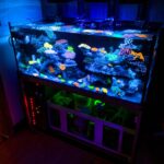 LED Lighting Fish Tank: A Complete Guide for Aquarists Lighting is more than just decoration in a fish tank — it's essential for the health of your fish, the growth of plants, and the overall visual appeal of your aquarium. In recent years, LED lighting for fish tanks has become the top choice among aquarists. But why is it so popular? This guide will walk you through everything you need to know: the benefits of LED lighting, how to choose the right one, and the best setup ideas to brighten your aquatic world. Why Choose LED Lighting for Your Fish Tank? LED (Light Emitting Diode) technology has taken over the aquarium world for several good reasons: 1. Energy Efficiency LED lights consume significantly less electricity than traditional fluorescent or incandescent bulbs. They are ideal for long-term use and help reduce your energy bill. 2. Long Lifespan Most LED lights last up to 50,000 hours, meaning you won’t have to replace them often. That’s years of reliable lighting. 3. Adjustable Spectrum Modern LED lights offer adjustable spectrums — from daylight to moonlight. You can mimic the natural day-night cycle to reduce stress in your fish. 4. Low Heat Output Unlike traditional bulbs, LED lights emit very little heat. This keeps your tank from overheating and helps maintain a stable water temperature. 5. Color Customization LEDs come in various colors and intensities, helping you highlight the vivid colors of your fish and décor. Types of LED Lights for Aquariums Choosing the right LED lighting for fish tank depends on the type of tank and what lives inside it. Let’s look at different types: LED Type Best For Features Standard White LED Freshwater tanks Balanced brightness and low heat RGB LED Community tanks or display tanks Customizable color effects Full Spectrum LED Planted tanks Promotes plant growth Actinic Blue LED Marine/saltwater tanks Enhances coral fluorescence Adjustable Timer LEDs All types Set day-night cycle automatically Best LED Lighting Fish Tank Options Here are some top-rated LED lighting systems for fish tanks, suitable for both beginners and advanced aquarists: 1. NICREW ClassicLED Aquarium Light Affordable and reliable Ideal for freshwater tanks Easy to install with extendable brackets 2. Finnex Planted+ 24/7 CRV Best for planted tanks Offers a full spectrum and 24/7 auto cycle Excellent PAR for plant growth 3. Hygger Aquarium LED Light Sleek design with dimmable settings Comes in multiple sizes Great for mid-sized tropical tanks 4. Current USA Satellite Plus Pro High-end with full customization Bluetooth control Vibrant effects like storm, cloud, and sunrise How to Choose the Best LED Lighting for Your Aquarium When picking LED lighting for fish tank, consider the following factors: ✓ Tank Size Match the light to the length of your tank. Some LEDs are extendable, others come in fixed sizes. ✓ Aquarium Type Planted tanks need stronger, full-spectrum lighting. Fish-only tanks can manage with standard white LEDs. ✓ Light Intensity (PAR Value) The higher the PAR (Photosynthetically Active Radiation), the better for plant and coral growth. Most fish-only tanks don’t need high PAR. ✓ Programmability Do you want automatic sunrise/sunset? Some LEDs offer timers and remote control options for convenience. ✓ Budget You can find great LED lights under $30, but advanced features may cost $100 or more. Pick what fits your needs. Benefits of LED Lights for Fish and Plants Here’s why LED lighting fish tank setups are good for more than just looks: 🐠 For Fish: Mimics natural light cycles, reducing stress Highlights vibrant colors Creates a calm environment with moonlight modes 🌿 For Plants: Stimulates photosynthesis Promotes healthy, lush growth Reduces algae if spectrum is properly balanced LED Lighting Setup Tips To get the best results from your fish tank LED lighting, keep these tips in mind: Avoid overlighting: Too much light promotes algae growth. Use timers: Automate your light cycle (8–10 hours/day). Check waterproof rating: Especially for submersible lights. Clean regularly: Dust and water spots can dim the brightness. LED Lighting Ideas for Fish Tanks Need some inspiration? Try these fish tank LED lighting ideas: 1. Moonlight Effect Use blue LEDs at night for a calm, serene ambiance that mimics moonlight. It’s soothing for fish and visually stunning. 2. Color Cycling RGB LEDs can cycle through colors, perfect for parties or visual enjoyment — just don’t overdo it to avoid stressing the fish. 3. Highlight Zones Use targeted spot LEDs to highlight certain areas like caves, driftwood, or tall plants. 4. Daylight Simulation Full-spectrum white LEDs recreate the sun’s natural daylight — great for tropical fish and live plants. Common Mistakes to Avoid Even the best LED lights won’t help if used incorrectly. Avoid these mistakes: Leaving lights on 24/7 (causes stress and algae) Using strong reef lights in freshwater tanks Not considering plant/fish compatibility Buying non-waterproof fixtures near open tanks FAQs about LED Lighting Fish Tanks Q1: Can I use any LED light for my aquarium? No. Standard household LEDs lack the spectrum and waterproofing needed. Always choose aquarium-specific LED lights. Q2: How long should I leave the LED light on? For planted tanks: 8–10 hours. For fish-only tanks: 6–8 hours is enough. Use a timer for consistency. Q3: Do LED lights increase algae growth? Not if used properly. Algae thrive under excessive light or poor spectrum. Choose a balanced full-spectrum light and monitor exposure. Q4: Are LED lights safe for all fish types? Yes, when properly installed and not overly intense. Make sure to mimic a natural light cycle. Q5: Can LED lights go underwater? Only submersible LEDs are safe underwater. Always check the IP waterproof rating. Final Thoughts LED lighting for your fish tank is more than just about making things look pretty — it’s a vital tool for maintaining a healthy and vibrant underwater world. Whether you have a lush planted tank, a peaceful tropical community, or a stunning aquascape, the right LED lighting setup can truly transform your aquarium. Remember: balance is key. Get the correct spectrum, intensity, and duration, and your aquatic life will thrive under the glow.