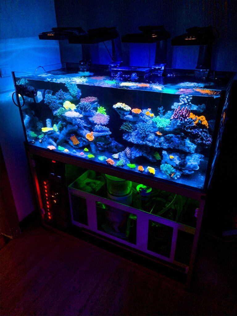 LED Lighting Fish Tank: A Complete Guide for Aquarists Lighting is more than just decoration in a fish tank — it's essential for the health of your fish, the growth of plants, and the overall visual appeal of your aquarium. In recent years, LED lighting for fish tanks has become the top choice among aquarists. But why is it so popular? This guide will walk you through everything you need to know: the benefits of LED lighting, how to choose the right one, and the best setup ideas to brighten your aquatic world. Why Choose LED Lighting for Your Fish Tank? LED (Light Emitting Diode) technology has taken over the aquarium world for several good reasons: 1. Energy Efficiency LED lights consume significantly less electricity than traditional fluorescent or incandescent bulbs. They are ideal for long-term use and help reduce your energy bill. 2. Long Lifespan Most LED lights last up to 50,000 hours, meaning you won’t have to replace them often. That’s years of reliable lighting. 3. Adjustable Spectrum Modern LED lights offer adjustable spectrums — from daylight to moonlight. You can mimic the natural day-night cycle to reduce stress in your fish. 4. Low Heat Output Unlike traditional bulbs, LED lights emit very little heat. This keeps your tank from overheating and helps maintain a stable water temperature. 5. Color Customization LEDs come in various colors and intensities, helping you highlight the vivid colors of your fish and décor. Types of LED Lights for Aquariums Choosing the right LED lighting for fish tank depends on the type of tank and what lives inside it. Let’s look at different types: LED Type Best For Features Standard White LED Freshwater tanks Balanced brightness and low heat RGB LED Community tanks or display tanks Customizable color effects Full Spectrum LED Planted tanks Promotes plant growth Actinic Blue LED Marine/saltwater tanks Enhances coral fluorescence Adjustable Timer LEDs All types Set day-night cycle automatically Best LED Lighting Fish Tank Options Here are some top-rated LED lighting systems for fish tanks, suitable for both beginners and advanced aquarists: 1. NICREW ClassicLED Aquarium Light Affordable and reliable Ideal for freshwater tanks Easy to install with extendable brackets 2. Finnex Planted+ 24/7 CRV Best for planted tanks Offers a full spectrum and 24/7 auto cycle Excellent PAR for plant growth 3. Hygger Aquarium LED Light Sleek design with dimmable settings Comes in multiple sizes Great for mid-sized tropical tanks 4. Current USA Satellite Plus Pro High-end with full customization Bluetooth control Vibrant effects like storm, cloud, and sunrise How to Choose the Best LED Lighting for Your Aquarium When picking LED lighting for fish tank, consider the following factors: ✓ Tank Size Match the light to the length of your tank. Some LEDs are extendable, others come in fixed sizes. ✓ Aquarium Type Planted tanks need stronger, full-spectrum lighting. Fish-only tanks can manage with standard white LEDs. ✓ Light Intensity (PAR Value) The higher the PAR (Photosynthetically Active Radiation), the better for plant and coral growth. Most fish-only tanks don’t need high PAR. ✓ Programmability Do you want automatic sunrise/sunset? Some LEDs offer timers and remote control options for convenience. ✓ Budget You can find great LED lights under $30, but advanced features may cost $100 or more. Pick what fits your needs. Benefits of LED Lights for Fish and Plants Here’s why LED lighting fish tank setups are good for more than just looks: 🐠 For Fish: Mimics natural light cycles, reducing stress Highlights vibrant colors Creates a calm environment with moonlight modes 🌿 For Plants: Stimulates photosynthesis Promotes healthy, lush growth Reduces algae if spectrum is properly balanced LED Lighting Setup Tips To get the best results from your fish tank LED lighting, keep these tips in mind: Avoid overlighting: Too much light promotes algae growth. Use timers: Automate your light cycle (8–10 hours/day). Check waterproof rating: Especially for submersible lights. Clean regularly: Dust and water spots can dim the brightness. LED Lighting Ideas for Fish Tanks Need some inspiration? Try these fish tank LED lighting ideas: 1. Moonlight Effect Use blue LEDs at night for a calm, serene ambiance that mimics moonlight. It’s soothing for fish and visually stunning. 2. Color Cycling RGB LEDs can cycle through colors, perfect for parties or visual enjoyment — just don’t overdo it to avoid stressing the fish. 3. Highlight Zones Use targeted spot LEDs to highlight certain areas like caves, driftwood, or tall plants. 4. Daylight Simulation Full-spectrum white LEDs recreate the sun’s natural daylight — great for tropical fish and live plants. Common Mistakes to Avoid Even the best LED lights won’t help if used incorrectly. Avoid these mistakes: Leaving lights on 24/7 (causes stress and algae) Using strong reef lights in freshwater tanks Not considering plant/fish compatibility Buying non-waterproof fixtures near open tanks FAQs about LED Lighting Fish Tanks Q1: Can I use any LED light for my aquarium? No. Standard household LEDs lack the spectrum and waterproofing needed. Always choose aquarium-specific LED lights. Q2: How long should I leave the LED light on? For planted tanks: 8–10 hours. For fish-only tanks: 6–8 hours is enough. Use a timer for consistency. Q3: Do LED lights increase algae growth? Not if used properly. Algae thrive under excessive light or poor spectrum. Choose a balanced full-spectrum light and monitor exposure. Q4: Are LED lights safe for all fish types? Yes, when properly installed and not overly intense. Make sure to mimic a natural light cycle. Q5: Can LED lights go underwater? Only submersible LEDs are safe underwater. Always check the IP waterproof rating. Final Thoughts LED lighting for your fish tank is more than just about making things look pretty — it’s a vital tool for maintaining a healthy and vibrant underwater world. Whether you have a lush planted tank, a peaceful tropical community, or a stunning aquascape, the right LED lighting setup can truly transform your aquarium. Remember: balance is key. Get the correct spectrum, intensity, and duration, and your aquatic life will thrive under the glow.