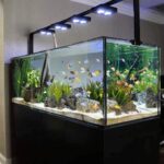 Light for Fish Tank: Choosing the Right Glow for Your Aquarium Lighting isn’t just about making your aquarium look good—it’s essential for the health of your fish, the growth of live plants, and even the balance of your tank’s ecosystem. But finding the right light for fish tank setups can feel overwhelming with so many choices: LED, fluorescent, full spectrum, blue light, and more. In this post, we’ll break it all down. Whether you're designing a planted aquascape, housing tropical fish, or simply want your aquarium to look vibrant and alive, this guide will help you choose the best lighting for your needs. Why Lighting Matters in an Aquarium Before jumping into lighting types, let’s understand why lighting is crucial in any fish tank: Fish Behavior and Stress: Fish use light cues to establish day-night cycles. Inconsistent lighting can cause stress, affecting health and behavior. Plant Photosynthesis: Live plants need light to grow, just like plants in your garden. Without enough light, they wilt or die. Aesthetic Appeal: Proper lighting brings out the color in fish and decor, creating that jaw-dropping underwater landscape. Algae Control: Too much or the wrong type of light can fuel algae growth, turning your crystal-clear tank into a green mess. Types of Light for Fish Tank Setups Different types of aquariums require different lighting. Here's a breakdown of popular light sources: 1. LED Lighting Pros: Energy-efficient and long-lasting Available in various colors and intensities Ideal for most setups, including planted and reef tanks Cons: Slightly higher initial cost than fluorescent lights Best for: All-around use, especially planted tanks and aquascaping LEDs are the most popular light for fish tank systems today. They’re easy to control, often come with programmable timers, and emit less heat—making them safe for aquatic life. 2. Fluorescent Lighting Pros: Affordable and widely available Good for basic freshwater setups Cons: Shorter lifespan than LEDs Generates more heat Best for: Beginners or budget-friendly aquariums Standard fluorescent tubes are suitable for low-light plants and fish-only tanks but may not provide the full spectrum needed for high-growth planted aquariums. 3. Full Spectrum (Daylight) Bulbs These mimic natural sunlight and are great for planted tanks. A full spectrum light (usually 6500K to 7000K) supports plant growth and brings out the colors in fish. Best for: Heavily planted aquariums Natural-looking tanks 4. Blue Light (Actinic Light) While more common in saltwater reef tanks, blue lights are often used to create moonlight effects or simulate nighttime in freshwater setups. Use blue lights carefully. Too much can promote algae growth or stress nocturnal species. How to Choose the Right Light for Your Aquarium Finding the right light for fish tank isn’t a one-size-fits-all solution. Here’s how to decide: 1. Know Your Tank Type Fish-Only Tank: Basic LED or fluorescent light is sufficient. Planted Tank: Use full-spectrum LEDs to support photosynthesis. Saltwater Tank: Requires specific spectrum LEDs (including actinic blue). Aquascape Show Tank: Invest in programmable, high-intensity LED systems. 2. Check the Kelvin Rating The Kelvin scale (K) tells you the color temperature: 6,500K mimics daylight – ideal for plants. 10,000K–20,000K suits reef tanks. Below 5,000K can make your tank look yellowish. 3. Consider Light Intensity (Lumen Output) Lumen refers to brightness. High-light plants need 30–50 lumens per liter. Low-light plants can thrive at 10–20 lumens per liter. Light Duration: How Many Hours of Light Does a Tank Need? Too much light = algae explosion. Too little light = stressed fish and dying plants. General recommendation: Fish-only tanks: 8–10 hours/day Planted tanks: 10–12 hours/day Reef tanks: Depends on species but typically 10–12 hours/day Use a timer to maintain consistency. Fish and plants thrive with regular light-dark cycles, much like we do. LED vs Fluorescent: What’s Better? Let’s compare: Feature LED Lights Fluorescent Lights Energy Use Low Higher Lifespan 5–10 years 6 months–1 year Heat Output Very low Moderate Plant Support Excellent (full spectrum) Fair (unless full spectrum) Price Higher upfront Cheaper initially Verdict: LED lights win in most categories. They cost more initially but pay off long-term in efficiency and control. Lighting for Specific Aquarium Types 1. Lighting for Planted Tanks Plants like Java Fern, Anubias, and Amazon Sword need light to thrive. Look for: Full-spectrum LEDs (6500K–7000K) Adjustable brightness At least 8–12 hours of lighting Tip: Combine light with CO₂ injection and fertilizer for lush plant growth. 2. Lighting for Tropical Fish Tanks Tropical fish like bettas, guppies, and tetras love natural light cycles. Avoid overly intense lighting. Go for soft white LED or full-spectrum that enhances color without stressing them. 3. Lighting for Nano and Self-Cleaning Tanks Smaller tanks heat up faster. Use low-wattage LEDs that don’t overheat the water. Some nano tank kits come with built-in lights optimized for small spaces. How to Prevent Algae with Lighting Algae is a common nuisance caused by excessive light or poor tank hygiene. Prevent algae by: Using a timer to regulate exposure Avoiding direct sunlight near the tank Limiting light to 8–10 hours daily Cleaning tank walls regularly Adding algae eaters (snails, shrimp, or fish like otocinclus) Common Mistakes in Aquarium Lighting Avoid these lighting pitfalls: Leaving lights on 24/7 – Fish need darkness too. Buying the wrong spectrum – Not all white lights are plant-friendly. Placing tank in direct sunlight – This fuels algae and causes temperature swings. Ignoring maintenance – Clean light covers and replace worn-out bulbs. Personal Experience: The Day My Tank Transformed I once upgraded from a basic fluorescent to a full-spectrum LED system in my 20-gallon planted tank. The result? Within two weeks: My Java Fern sprouted new shoots My betta became more active and colorful The water looked clearer, and algae reduced The lighting changed everything—from aesthetics to health. If you're still on basic lighting, consider this a sign to upgrade. Final Thoughts Choosing the right light for fish tank setups is about more than just brightness. It’s about balancing function and aesthetics while supporting your fish and plants' well-being. Remember: Use LED for flexibility and plant support Avoid excessive lighting to prevent algae Adjust duration with a timer Match the spectrum to your tank’s needs The right lighting can turn your fish tank from just a container of water into a glowing, living underwater world. And trust me—once you get it right, you’ll never go back.
