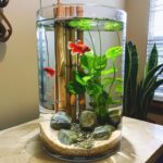 Fish Jar: A Simple Yet Beautiful Way to Keep Fish at Home Have you ever wanted to keep pet fish but felt overwhelmed by large aquariums and high-maintenance setups? A fish jar might be the perfect solution. Compact, aesthetic, and surprisingly easy to manage, this trend has taken off among minimalists, students, and small space dwellers alike. But is a fish jar really a healthy environment for fish? What kind of setup works best? And how do you balance design with the well-being of your aquatic pets? Let’s dive deep into the world of fish jars and find out what makes them special—and how to create one that’s both beautiful and functional. What is a Fish Jar? A fish jar is exactly what it sounds like—a clear glass jar (often a large one) used as a small aquarium for keeping one or more fish. It’s a minimalist approach to fish keeping that fits well in bedrooms, desktops, kitchens, or even small apartments. Fish jars usually range from 1 to 5 gallons in capacity and are often cylindrical or spherical. While they may resemble old-fashioned fish bowls, modern versions come with better filtration and design improvements to support healthier fish lives. Why Choose a Fish Jar Over a Traditional Aquarium? Here are a few compelling reasons people choose a fish jar: Space-saving: Perfect for tiny apartments, desks, or kitchen counters. Aesthetic appeal: Their clear, symmetrical design blends well with modern or rustic decor. Budget-friendly: Compared to full-sized aquariums, a fish jar setup costs significantly less. Educational: A great introduction to fish keeping for kids and beginners. Portable: Lightweight and easy to relocate. However, a fish jar isn't a substitute for a fully equipped aquarium. It requires thoughtful setup and regular care. Best Fish Species for a Fish Jar Not every fish can thrive in such a confined environment. The best fish jar inhabitants are small, hardy, and adaptable to variable conditions. Top choices include: Betta Fish Single betta per jar (they’re territorial) Gorgeous colors, low oxygen demand Needs regular water changes Guppies (1-2 only) Small, active, and colorful Prefer stable temperatures Endler’s Livebearers Close relatives of guppies Ideal for nano tanks and jars Shrimp or Snails (optional) Like Cherry shrimp or Nerite snails Help keep the jar clean by eating algae Avoid goldfish, tetras, and cichlids, as they require more space and oxygen. How to Set Up a Fish Jar: Step-by-Step Setting up your fish jar properly is essential for the health of your pet fish. Follow these steps to ensure a safe and appealing mini-aquarium. 1. Choose the Right Jar Use a jar that holds at least 1-2 gallons (larger is better). Opt for clear glass with a wide mouth for access and oxygen exchange. Avoid jars with narrow necks or unusual shapes that restrict airflow. 2. Add Gravel or Substrate Use aquarium-safe gravel or fine sand. Rinse thoroughly to remove dust or chemicals. A 1-inch layer is enough to anchor plants and provide some biological filtration. 3. Add Live or Artificial Plants Live plants like Java Moss, Anubias, or Hornwort can thrive in jars. They help absorb nitrates, improve oxygenation, and create a more natural habitat. Artificial plants also work, but they don’t improve water quality. 4. Decorate Carefully Avoid overloading with decorations—space is limited. Use smooth, non-toxic decor like small driftwood, pebbles, or a mini castle. 5. Fill with Dechlorinated Water Use conditioned tap water or pre-treated water to remove chlorine and chloramine. Maintain a stable temperature (ideally 75-80°F for most species). 6. Optional: Add a Small Filter or Heater For jars over 2 gallons, a small sponge filter or nano heater can greatly improve fish health. In smaller jars, consistent water changes become even more critical. How to Maintain a Fish Jar While a fish jar is low-maintenance, it still requires regular attention to ensure a safe and comfortable environment for its inhabitants. Weekly Tasks: Water Change: Replace 30-50% of the water with fresh, dechlorinated water. Gravel Cleaning: Gently stir or siphon the gravel to remove debris. Temperature Check: Ensure consistent warmth, especially in colder regions. Monthly Tasks: Plant Trimming: Remove dead leaves to avoid water contamination. Glass Cleaning: Wipe down inside walls to remove algae buildup. Feeding: Feed once daily or every other day. Remove uneaten food within 5 minutes. Overfeeding is a common cause of water issues in jars. Common Mistakes to Avoid Many new fish jar owners make critical errors that can harm or even kill their fish. Here's what to watch out for: Overcrowding: One fish is plenty for a small jar. Lack of filtration: While jars can function without filters, poor water quality is dangerous. Skipping water changes: Even a day or two can lead to toxin buildup. Using tap water without conditioning: Chlorine is lethal to fish. Adding incompatible fish: Avoid mixing species or adding aggressive tank mates. Fish Jar Design Inspirations Want to go beyond the basics? Here are a few themed ideas for decorating your fish jar: 1. Zen Garden Jar White sand, smooth pebbles, a single plant. Great for bettas and minimalists. 2. Undersea Fantasy Blue gravel, fake coral, pirate chest ornament. Ideal for kids and whimsical rooms. 3. Jungle Look Heavily planted with Java Fern, moss balls, and driftwood. Natural and lush atmosphere. Each theme can make your fish jar a centerpiece in any room while still offering comfort for your fish. Is a Fish Jar Right for You? A fish jar is an excellent choice if you're: Living in a dorm or studio apartment Looking for a low-budget, aesthetic pet project Interested in starting small before committing to a larger tank Responsible and willing to do weekly maintenance But if you want to keep multiple fish or species with specific needs, it’s better to invest in a proper tank with full equipment. Final Thoughts A fish jar is more than just a decorative piece—it’s a living, breathing ecosystem in a glass world. With the right care and attention, even a small jar can become a thriving aquatic environment and a conversation starter in your space. Whether you're a beginner aquarist or simply someone who loves combining nature with home décor, this minimalist approach might be your ideal entry into the world of fish keeping.