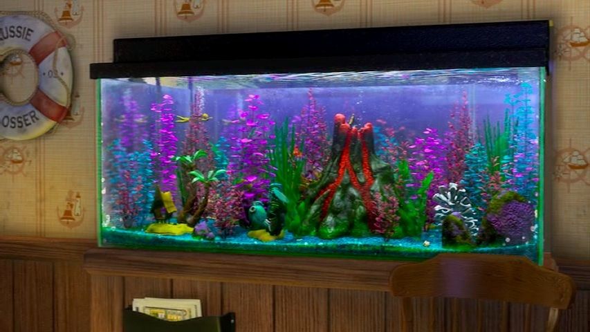 Ever dreamed of having your very own Finding Nemo fish tank at home? You’re not alone. The whimsical world of Nemo, Dory, and their colorful reef companions has captured the hearts of millions. And the good news? You can recreate that magical underwater scene right in your living room.
Whether you're a Disney enthusiast, a beginner aquarist, or just want a unique and vibrant aquarium for your home, this guide will walk you through everything you need—from the right fish to themed decorations and tank setup tips.
Let’s dive in!
Why Choose a Finding Nemo Fish Tank?
A Finding Nemo fish tank isn't just a tribute to the beloved Pixar movie—it's also a fantastic way to combine fun, education, and beauty into one compact aquatic ecosystem.
Here’s why it’s a popular choice:
Visually Stunning: Bright colors, coral-like decor, and active fish bring energy to any room.
Kid-Friendly: Encourages curiosity and can help children learn responsibility.
Themed Customization: Offers endless creativity with decor and character placement.
Conversation Starter: Guests are instantly drawn to a familiar scene with a nostalgic touch.
What Fish Do You Need for a Finding Nemo Fish Tank?
Let’s start with the stars of the show. The following fish represent the key characters from Finding Nemo, and they’re all available in the aquarium trade. Be sure to check compatibility and care levels before mixing them.
1. Nemo – Clownfish (Ocellaris or Percula Clownfish)
Size: Up to 4 inches
Tank Size: Minimum 20 gallons
Behavior: Peaceful, great for beginners
Care Level: Easy
This orange-and-white striped fish is a must-have. It's hardy, adaptable, and instantly recognizable.
2. Dory – Regal Blue Tang (Paracanthurus hepatus)
Size: Up to 12 inches
Tank Size: Minimum 75-100 gallons
Behavior: Active swimmer, semi-aggressive
Care Level: Intermediate to advanced
While Dory is beautiful and iconic, she needs plenty of space and clean, stable water conditions. This is not the best choice for small tanks or beginner aquarists.
3. Gill – Moorish Idol (Caution)
Alternative: Heniochus Butterflyfish (Longfin Bannerfish)
Size: 6–8 inches
Tank Size: 75+ gallons
Care Level: Difficult (Moorish Idol) / Moderate (Heniochus)
Moorish Idols are notoriously hard to keep alive in captivity. Consider a look-alike like the Heniochus instead.
4. Bubbles – Yellow Tang
Size: Up to 8 inches
Tank Size: 55 gallons minimum
Behavior: Peaceful, can be territorial
Care Level: Easy to moderate
This bright yellow fish adds vibrant contrast to the tank and fits the theme perfectly.
5. Deb/Flo – Black and White Damselfish or Chromis
Size: Up to 3 inches
Behavior: Can be aggressive
Tank Size: 30+ gallons
Choose peaceful varieties of Damselfish or a Chromis if you want to avoid aggression.
Tank Size & Setup Considerations
Choosing the right tank size is crucial, especially if you plan to include multiple species like the Blue Tang or Yellow Tang.
Recommended Minimum Tank Sizes:
Fish Tank Size
Clownfish 20 gallons
Blue Tang 100 gallons
Yellow Tang 55 gallons
Heniochus Butterfly 75 gallons
To safely house all these species together, a 100–125 gallon tank is ideal. Always consider the adult size of the fish and provide ample swimming space.
Decorating Your Finding Nemo Fish Tank
Now comes the fun part—setting the stage for your aquatic characters.
1. Background and Substrate
Use a coral reef background or ocean-blue image for depth.
For substrate, go with white or natural sand to mimic the movie’s reef floor.
2. Decorations & Ornaments
Coral replicas: Vibrant soft and hard coral models (avoid sharp edges).
Anemone lookalikes: Safe silicone anemones where your Clownfish can host.
Movie-themed ornaments: Find “Nemo-themed” decorations like mini skulls, castles, or even a mini scuba diver helmet.
Tip: Avoid overly cluttering the tank. Fish need open space to swim.
3. Lighting
Use LED lighting to simulate daylight and highlight the colorful fish.
Consider blue lighting for a calming, oceanic ambiance.
Important Equipment for a Healthy Tank
Even the most beautifully decorated Finding Nemo fish tank needs the right gear to keep your fish healthy.
Heater & Thermometer: Maintain stable temperatures (72–78°F).
High-Quality Filter: Choose one suitable for your tank size.
Protein Skimmer (for saltwater): Helps maintain clean water.
Water Test Kit: Monitor pH, ammonia, nitrates, and salinity.
Wave Maker (optional): Replicates ocean currents for realism.
Freshwater or Saltwater: Which One is Better?
The authentic Finding Nemo fish tank is a saltwater aquarium, but many people opt for a freshwater alternative with look-alike species due to cost and ease of maintenance.
Pros of Saltwater Tanks:
Realistic marine species
Vibrant colors and variety
More accurate to the movie
Pros of Freshwater Alternatives:
Easier and cheaper to maintain
Ideal for beginners
Still colorful with proper selection
If you’re new to aquariums, starting with a freshwater tank that mimics the look of Nemo’s reef is a great first step.
Cost Breakdown: What to Expect
Setting up a Finding Nemo fish tank can vary significantly in price depending on the setup type.
Item Approximate Cost
100-gallon Tank Kit $400–$800
Filter & Heater $150–$300
Marine Fish (5–6 types) $200–$600
Decor & Substrate $100–$250
Salt Mix & Testing Kit $75–$150
Ongoing Maintenance/Month $30–$60
Total initial setup cost for a full marine Finding Nemo fish tank ranges from $800 to $2,000.
Tips for Success with Your Finding Nemo Aquarium
Cycle the tank before adding fish: This ensures water conditions are safe.
Add fish gradually: Avoid overloading the system at once.
Watch compatibility: Some fish may be territorial or aggressive.
Perform weekly water changes: Helps maintain water quality.
Feed balanced diets: Each fish may have different dietary needs.
Common Mistakes to Avoid
Overcrowding the tank
A colorful tank is great, but fish need room to swim.
Ignoring water parameters
Especially in saltwater setups, test water frequently.
Mixing incompatible species
Just because they look nice doesn’t mean they get along.
Skipping research
Know what each fish needs before buying.
Is a Finding Nemo Fish Tank Right for You?
If you love the idea of a vibrant, themed aquarium that tells a story, the Finding Nemo fish tank is a magical and rewarding project.
While the full saltwater version is more challenging and expensive, a simplified or freshwater alternative still provides charm and fun. Start small, do your research, and gradually build your underwater world—just like Marlin did when he journeyed across the ocean to find his son.
Conclusion
A Finding Nemo fish tank isn’t just an aquarium—it’s an experience. It combines creativity, learning, and nature in one captivating hobby. With the right fish, setup, and care, you’ll have a piece of Pixar’s ocean right in your home.
Whether you're setting it up for your kids, yourself, or as a centerpiece for guests, this themed tank will bring endless joy. Just remember: fishkeeping is a journey. Be patient, stay curious, and let your underwater adventure begin.
