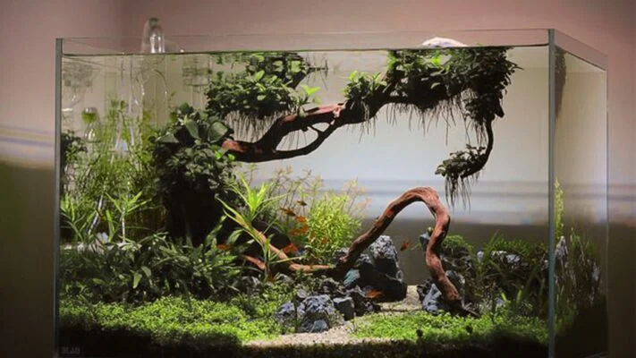 10 gallon fish tank