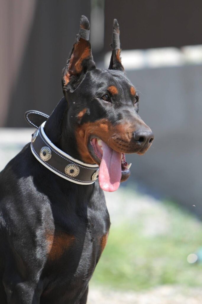 dog in collar​