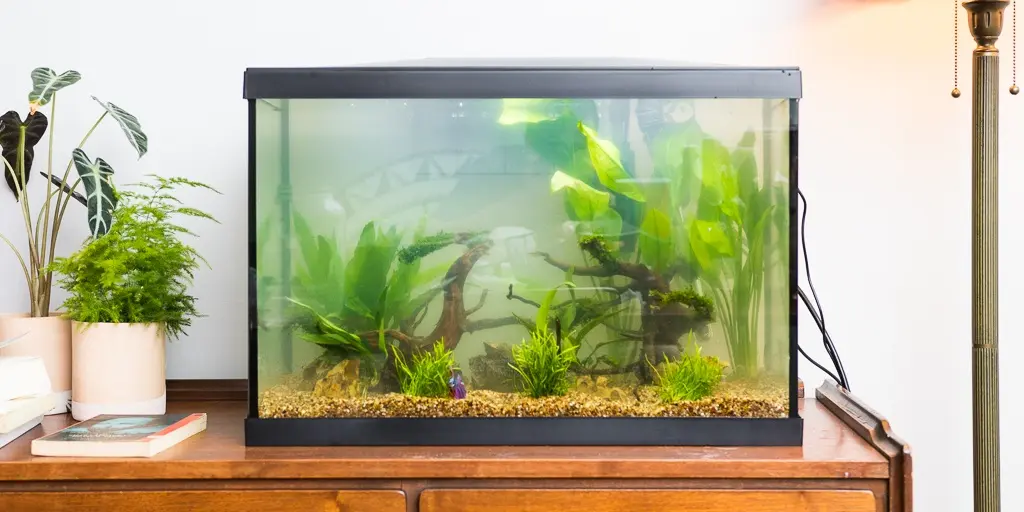 Have you ever walked into a room and been instantly drawn to the calm movement of colorful fish gliding through crystal-clear water? That’s the quiet magic an aquarium fish tank for home can bring.

Aquariums do more than just beautify a space—they create a peaceful environment, spark joy, and provide a rewarding hobby that brings both learning and relaxation. But with so many options out there, where do you even begin?

In this complete guide, we’ll walk you through everything you need to know about choosing, setting up, and maintaining an aquarium fish tank for your home. Whether you live in a small apartment or a spacious house, there's a perfect fish tank waiting for you.

Why You Should Have an Aquarium Fish Tank at Home
Before we dive into types and setups, let’s take a moment to talk about why having an aquarium at home is such a good idea.

1. Stress Relief
Numerous studies show that watching fish reduces anxiety, lowers heart rate, and creates a sense of calm.

2. Decorative Appeal
Aquariums add a living, moving element to any space—serving as a centerpiece or even a subtle background feature.

3. Educational for Kids and Adults
Fish tanks offer daily lessons in biology, ecosystems, water chemistry, and responsibility.

4. Customizable for Any Space
Whether you have a corner to fill or a wall to decorate, there’s a tank that fits.

Choosing the Right Aquarium Fish Tank for Home
Getting the right tank depends on a few key factors—space, budget, experience, and style. Let’s explore the main types of tanks and who they’re best for.

1. Standard Glass or Acrylic Tank
Available in all sizes

Simple, clear design

Ideal for beginners

Pros: Easy to find, affordable, and fits any room
Cons: Requires a stand or solid surface

2. Corner Aquarium
Fits snugly into corners

Great for small spaces

Unique panoramic view

Best for: Apartments, bedrooms, or offices

3. Wall-Mounted or In-Wall Tank
Built into or mounted on the wall

High-end, modern look

Best for: Homeowners looking for a sleek aesthetic
Note: Usually requires professional installation

4. Nano or Desktop Tanks
Compact tanks under 10 gallons

Ideal for desktops or shelves

Great for: Bettas, shrimp, or one small fish
Caution: Smaller tanks are more sensitive to changes in temperature or water quality

5. Custom-Built Tanks
Tailored to your space and design preferences

Perfect for: Large homes, luxury designs, or unique placements

Best Locations for an Aquarium Fish Tank at Home
Placement plays a major role in the health of your fish and the overall appearance of the tank.

Do:
Place near a power outlet

Ensure it’s on a flat, stable surface

Keep away from direct sunlight (prevents algae growth)

Choose a visible spot where you can enjoy it daily

Don’t:
Place next to windows or heaters

Put it in high-traffic areas where it can get bumped

Install on unstable or unlevel furniture

What Size Aquarium Should You Get?
Size affects everything: how many fish you can keep, how stable the water stays, and how easy the tank is to maintain.

Tank Size	Ideal For	Notes
5–10 gallons	Beginners, Betta tanks	Easy to manage, good for one fish
20–30 gallons	Community tanks	More stable, allows small groups of fish
40+ gallons	Advanced setups	Requires more space and support
75+ gallons	Saltwater or showpiece tanks	Ideal for experienced aquarists

Tip: Bigger is often better. Larger tanks are easier to maintain because they offer more stable conditions.

Equipment You’ll Need
An aquarium fish tank for home isn’t just a glass box with water. It needs the right equipment to function smoothly.

Basic Essentials:
Filter: Keeps water clean and oxygenated

Heater (for tropical fish): Maintains stable water temperature

Lighting: Supports fish health and plant growth

Gravel or Substrate: Adds visual appeal and anchors decorations

Thermometer: Lets you monitor temperature daily

Water Conditioner: Removes chlorine from tap water

Optional but useful:

Air pump and air stone

Automatic feeder

Background poster

Aquarium test kit

Setting Up Your Aquarium Fish Tank for Home
Setting up an aquarium is exciting but requires patience. Follow these steps to start right:

Step 1: Rinse Everything
Always rinse your gravel, decorations, and tank with plain water (no soap).

Step 2: Add Substrate and Decorations
Layer your gravel first, then add decorations like rocks, driftwood, and artificial or live plants.

Step 3: Install Equipment
Position your filter, heater, and thermometer, but don’t plug them in yet.

Step 4: Fill with Water
Use room-temperature water. Add a dechlorinator before turning on your equipment.

Step 5: Cycle the Tank
Let the tank run for at least 1-2 weeks to establish beneficial bacteria before adding fish.

Best Fish for a Home Aquarium
Choose fish that match your tank size and maintenance preference.

For Small Tanks (5–10 gallons):
Betta fish

Guppies

Shrimp

Neon tetras

For Medium Tanks (20–40 gallons):
Mollies

Platies

Cory catfish

Zebra danios

For Large Tanks (50+ gallons):
Angelfish

Gouramis

Rainbowfish

Clown loaches

Avoid mixing aggressive and peaceful species. Always research compatibility before stocking.

Decoration Ideas to Personalize Your Tank
Your aquarium fish tank for home should match your personal style.

Nature-Inspired:
Driftwood

River rocks

Live plants

Themed:
Pirate shipwreck

Castle ruins

Space or fantasy decor

Minimalist:
White sand

Bonsai driftwood

Simple background

Tip: Always use aquarium-safe materials. Avoid painted items or anything with sharp edges.

Routine Maintenance Tips
A clean tank is a healthy tank. Here’s what you should do:

Daily:
Check fish behavior

Monitor temperature

Remove uneaten food

Weekly:
Change 10–20% of the water

Test pH and ammonia levels

Clean glass with an algae scraper

Monthly:
Rinse filter media in tank water

Deep-clean decorations

Check equipment for wear

Common Mistakes to Avoid
Even seasoned fishkeepers make these errors:

Skipping the cycling process

Overfeeding (causes cloudy water and ammonia spikes)

Overstocking (more fish = more waste)

Inconsistent maintenance

Using tap water without conditioner

By avoiding these mistakes, you’ll give your fish a healthier, happier home.

Final Thoughts: A Beautiful Aquarium Starts with the Right Choices
Setting up an aquarium fish tank for home is a journey that combines creativity, care, and curiosity. Whether you’re looking for a small desk companion or a grand aquatic centerpiece, the right setup can bring tranquility and joy into your space.

Remember:

Pick the right size and type for your needs

Place it where it’s both safe and visible

Cycle before adding fish

Keep it clean and consistent

Once your tank is up and running, you’ll not only be watching fish—you’ll be watching your own little world come to life.

