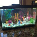 Ever dreamed of having your very own Finding Nemo fish tank at home? You’re not alone. The whimsical world of Nemo, Dory, and their colorful reef companions has captured the hearts of millions. And the good news? You can recreate that magical underwater scene right in your living room. Whether you're a Disney enthusiast, a beginner aquarist, or just want a unique and vibrant aquarium for your home, this guide will walk you through everything you need—from the right fish to themed decorations and tank setup tips. Let’s dive in! Why Choose a Finding Nemo Fish Tank? A Finding Nemo fish tank isn't just a tribute to the beloved Pixar movie—it's also a fantastic way to combine fun, education, and beauty into one compact aquatic ecosystem. Here’s why it’s a popular choice: Visually Stunning: Bright colors, coral-like decor, and active fish bring energy to any room. Kid-Friendly: Encourages curiosity and can help children learn responsibility. Themed Customization: Offers endless creativity with decor and character placement. Conversation Starter: Guests are instantly drawn to a familiar scene with a nostalgic touch. What Fish Do You Need for a Finding Nemo Fish Tank? Let’s start with the stars of the show. The following fish represent the key characters from Finding Nemo, and they’re all available in the aquarium trade. Be sure to check compatibility and care levels before mixing them. 1. Nemo – Clownfish (Ocellaris or Percula Clownfish) Size: Up to 4 inches Tank Size: Minimum 20 gallons Behavior: Peaceful, great for beginners Care Level: Easy This orange-and-white striped fish is a must-have. It's hardy, adaptable, and instantly recognizable. 2. Dory – Regal Blue Tang (Paracanthurus hepatus) Size: Up to 12 inches Tank Size: Minimum 75-100 gallons Behavior: Active swimmer, semi-aggressive Care Level: Intermediate to advanced While Dory is beautiful and iconic, she needs plenty of space and clean, stable water conditions. This is not the best choice for small tanks or beginner aquarists. 3. Gill – Moorish Idol (Caution) Alternative: Heniochus Butterflyfish (Longfin Bannerfish) Size: 6–8 inches Tank Size: 75+ gallons Care Level: Difficult (Moorish Idol) / Moderate (Heniochus) Moorish Idols are notoriously hard to keep alive in captivity. Consider a look-alike like the Heniochus instead. 4. Bubbles – Yellow Tang Size: Up to 8 inches Tank Size: 55 gallons minimum Behavior: Peaceful, can be territorial Care Level: Easy to moderate This bright yellow fish adds vibrant contrast to the tank and fits the theme perfectly. 5. Deb/Flo – Black and White Damselfish or Chromis Size: Up to 3 inches Behavior: Can be aggressive Tank Size: 30+ gallons Choose peaceful varieties of Damselfish or a Chromis if you want to avoid aggression. Tank Size & Setup Considerations Choosing the right tank size is crucial, especially if you plan to include multiple species like the Blue Tang or Yellow Tang. Recommended Minimum Tank Sizes: Fish Tank Size Clownfish 20 gallons Blue Tang 100 gallons Yellow Tang 55 gallons Heniochus Butterfly 75 gallons To safely house all these species together, a 100–125 gallon tank is ideal. Always consider the adult size of the fish and provide ample swimming space. Decorating Your Finding Nemo Fish Tank Now comes the fun part—setting the stage for your aquatic characters. 1. Background and Substrate Use a coral reef background or ocean-blue image for depth. For substrate, go with white or natural sand to mimic the movie’s reef floor. 2. Decorations & Ornaments Coral replicas: Vibrant soft and hard coral models (avoid sharp edges). Anemone lookalikes: Safe silicone anemones where your Clownfish can host. Movie-themed ornaments: Find “Nemo-themed” decorations like mini skulls, castles, or even a mini scuba diver helmet. Tip: Avoid overly cluttering the tank. Fish need open space to swim. 3. Lighting Use LED lighting to simulate daylight and highlight the colorful fish. Consider blue lighting for a calming, oceanic ambiance. Important Equipment for a Healthy Tank Even the most beautifully decorated Finding Nemo fish tank needs the right gear to keep your fish healthy. Heater & Thermometer: Maintain stable temperatures (72–78°F). High-Quality Filter: Choose one suitable for your tank size. Protein Skimmer (for saltwater): Helps maintain clean water. Water Test Kit: Monitor pH, ammonia, nitrates, and salinity. Wave Maker (optional): Replicates ocean currents for realism. Freshwater or Saltwater: Which One is Better? The authentic Finding Nemo fish tank is a saltwater aquarium, but many people opt for a freshwater alternative with look-alike species due to cost and ease of maintenance. Pros of Saltwater Tanks: Realistic marine species Vibrant colors and variety More accurate to the movie Pros of Freshwater Alternatives: Easier and cheaper to maintain Ideal for beginners Still colorful with proper selection If you’re new to aquariums, starting with a freshwater tank that mimics the look of Nemo’s reef is a great first step. Cost Breakdown: What to Expect Setting up a Finding Nemo fish tank can vary significantly in price depending on the setup type. Item Approximate Cost 100-gallon Tank Kit $400–$800 Filter & Heater $150–$300 Marine Fish (5–6 types) $200–$600 Decor & Substrate $100–$250 Salt Mix & Testing Kit $75–$150 Ongoing Maintenance/Month $30–$60 Total initial setup cost for a full marine Finding Nemo fish tank ranges from $800 to $2,000. Tips for Success with Your Finding Nemo Aquarium Cycle the tank before adding fish: This ensures water conditions are safe. Add fish gradually: Avoid overloading the system at once. Watch compatibility: Some fish may be territorial or aggressive. Perform weekly water changes: Helps maintain water quality. Feed balanced diets: Each fish may have different dietary needs. Common Mistakes to Avoid Overcrowding the tank A colorful tank is great, but fish need room to swim. Ignoring water parameters Especially in saltwater setups, test water frequently. Mixing incompatible species Just because they look nice doesn’t mean they get along. Skipping research Know what each fish needs before buying. Is a Finding Nemo Fish Tank Right for You? If you love the idea of a vibrant, themed aquarium that tells a story, the Finding Nemo fish tank is a magical and rewarding project. While the full saltwater version is more challenging and expensive, a simplified or freshwater alternative still provides charm and fun. Start small, do your research, and gradually build your underwater world—just like Marlin did when he journeyed across the ocean to find his son. Conclusion A Finding Nemo fish tank isn’t just an aquarium—it’s an experience. It combines creativity, learning, and nature in one captivating hobby. With the right fish, setup, and care, you’ll have a piece of Pixar’s ocean right in your home. Whether you're setting it up for your kids, yourself, or as a centerpiece for guests, this themed tank will bring endless joy. Just remember: fishkeeping is a journey. Be patient, stay curious, and let your underwater adventure begin.