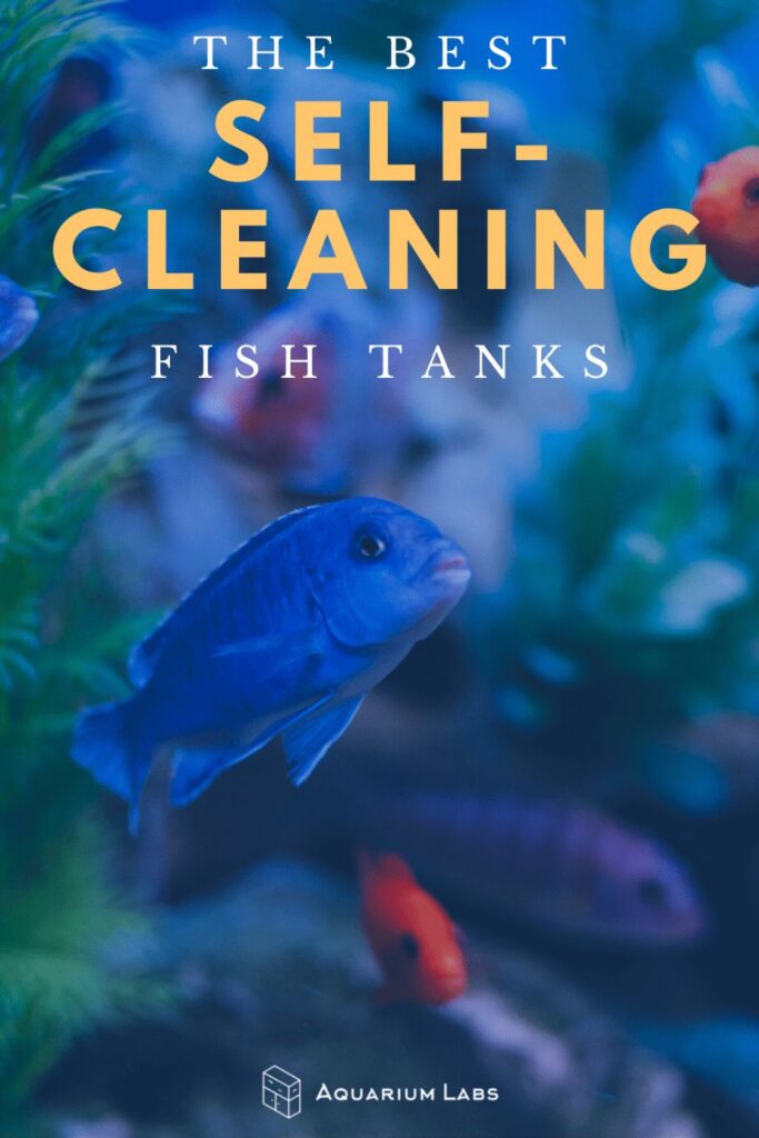 Self Cleaning Fish Tank: The Smart Way to Keep Fish with Less Work
Introduction: A Simple Solution for Fish Lovers with Busy Lives
Let’s face it—cleaning a fish tank isn’t exactly fun. Between changing water, scrubbing algae, and managing filters, traditional aquariums can feel more like a chore than a calming hobby. That’s where the self cleaning fish tank comes in.

Whether you’re a first-time fish owner, a parent setting up a kid-friendly tank, or just someone with a busy schedule, a self cleaning system promises a low-maintenance way to enjoy the beauty of fish without the constant upkeep.

But are these tanks too good to be true? In this guide, we’ll explore how self cleaning fish tanks work, their pros and cons, the best models available, and whether they’re the right choice for your home.

What Is a Self Cleaning Fish Tank?
A self cleaning fish tank is designed to reduce the manual effort required to keep aquarium water clean and healthy. These tanks use different methods—some mechanical, others biological—to automatically remove waste, debris, or toxins.

They don’t eliminate maintenance entirely, but they dramatically cut down on time and effort, making them ideal for beginners or those who want a more hands-off aquarium experience.

How Do Self Cleaning Fish Tanks Work?
Self cleaning tanks generally fall into two categories:

H2: 1. Gravity-Based Systems
These systems rely on gravity to push dirty water out of the tank while replacing it with clean water.

Typically found in small desktop tanks

You pour in clean water, and an equal amount of dirty water drains out through a tube

Great for bettas or small fish

Low-tech but effective for tiny setups

H2: 2. Integrated Filter Systems
More advanced tanks use built-in filtration and circulation systems.

Internal pumps pull water through mechanical, chemical, and biological filters

Waste gets trapped, and clean water circulates back into the tank

Found in larger tanks or smart aquariums

Often include LED lighting and digital controls

Some systems even use aquaponics—growing plants above the tank that absorb nutrients (fish waste) as fertilizer, further cleaning the water naturally.

Advantages of a Self Cleaning Fish Tank
Choosing a self cleaning fish tank comes with real perks—especially for those new to aquarium keeping.

✅ 1. Less Frequent Water Changes
Thanks to built-in cleaning features, these tanks stay cleaner for longer, reducing the need for weekly maintenance.

✅ 2. Beginner-Friendly
Many models are plug-and-play, requiring minimal setup knowledge or experience.

✅ 3. Compact & Stylish
Most self cleaning tanks are small and sleek, making them great for desktops, bedrooms, or small apartments.

✅ 4. Educational for Kids
They provide an easy introduction to fish keeping without overwhelming young or first-time aquarists.

Limitations You Should Know
While convenient, a self cleaning fish tank isn’t a miracle device. It’s important to understand what these tanks can and cannot do.

⚠️ 1. Size Limitations
Most models are under 5 gallons. That limits your fish choices and bio-load capacity.

⚠️ 2. Not Truly “Maintenance-Free”
You’ll still need to feed fish, test water quality, and occasionally clean components.

⚠️ 3. Limited Fish Options
These tanks are best for single fish like bettas, small shrimp, or snails—not community setups.

Best Fish for Self Cleaning Tanks
Because of their smaller size and lower filtration capacity, choose fish that thrive in smaller, low-current environments.

Ideal Choices:
Betta Fish – Best suited for solitary life in small tanks

Cherry Shrimp – Fun, active, and help clean the tank

Snails – Like nerite or mystery snails, which eat algae

White Cloud Mountain Minnows – Hardy and peaceful

Avoid goldfish—they grow large and produce too much waste for small, low-maintenance setups.

Popular Self Cleaning Fish Tank Models
If you’re ready to buy, here are some of the top-rated options based on user reviews and ease of use:

H2: 1. EcoQube C Aquarium
Uses aquaponics to clean water with basil or mint plants

Sleek design with LED light and filtration

Great for bettas

1.5-gallon capacity

H2: 2. AquaSprouts Garden
Large 10-gallon tank with an aquaponics grow bed on top

Perfect for classrooms or home offices

Grows herbs or leafy greens while keeping fish healthy

Requires more setup but offers a hands-on eco-learning experience

H2: 3. Back to the Roots Water Garden
A compact 3-gallon aquaponics system

Great for small spaces or educational purposes

Comes with starter seeds and grow media

Best for small fish or shrimp

H2: 4. My Fun Fish Tank
Gravity-based water exchange

Designed for kids

Easy to clean with a quick pour of clean water

Basic setup for a single betta or small shrimp

Setting Up a Self Cleaning Fish Tank: What to Expect
Even though these tanks are easier to manage, proper setup is still essential.

Step 1: Choose a Good Location
Avoid direct sunlight

Ensure easy access to power (for pumps or lights)

Keep out of reach of children or pets

Step 2: Rinse Substrate and Accessories
Even pre-packaged kits may contain dust or residue—rinse thoroughly with clean water.

Step 3: Add Water Conditioner
Tap water contains chlorine, which can harm fish. Always treat it with a water conditioner before adding fish.

Step 4: Cycle the Tank (Don’t Skip This!)
Allow the tank to run for 1–2 weeks before introducing fish. This builds up beneficial bacteria that process waste.

Maintenance Tips for Long-Term Success
Even a self cleaning fish tank needs occasional attention. Follow these tips for a healthy environment:

Feed lightly – Overfeeding is the #1 cause of dirty water

Top off evaporated water weekly

Test water parameters every 2 weeks

Clean the filter sponge or tubing monthly

Trim or replant aquaponic plants if using aquaponics

Routine observation will also help you spot issues like cloudiness, algae buildup, or sick fish before they escalate.

Are Self Cleaning Fish Tanks Worth It?
Let’s weigh the pros and cons based on your lifestyle and fish-keeping goals.

✅ Ideal For:
People with tight schedules

Kids or beginner fish keepers

Small living spaces

Low-maintenance pets like bettas or shrimp

❌ Not Ideal For:
Advanced hobbyists or aquascapers

Large community tanks or high bio-load fish

Those who want complete control over water chemistry

Conclusion: If you’re looking for a simple, attractive way to keep a single fish or a few aquatic pets, a self cleaning fish tank can absolutely be worth the investment. But it’s not a replacement for good aquarium practices—it’s a tool to make them easier.

Personal Experience: How a Self Cleaning Tank Helped Me Stay Consistent
When I bought my first self cleaning fish tank, it was more about convenience than passion. I had a betta named Loki, and between work and life, I struggled with regular maintenance.

The tank’s gravity-based cleaning system was a game changer. Instead of siphoning or scrubbing every week, I just topped off the water and drained out waste in seconds. Loki thrived, and for the first time, I enjoyed fish keeping without the guilt of neglect.

It wasn’t just easier—it was empowering. It gave me the confidence to eventually move on to more complex setups.

Final Thoughts: Simplify Without Sacrificing
A self cleaning fish tank is proof that keeping fish doesn’t have to be complicated. Whether you're a busy adult or a curious kid, it lowers the barrier to entry while keeping the fun and beauty of aquarium life intact.

With proper setup, light maintenance, and the right species, you can enjoy a clear, clean, and calming fish tank—without the stress of constant cleaning.