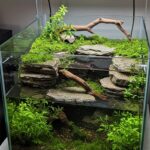 fish tank ideas