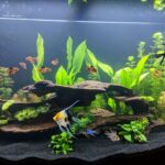 When setting up an aquarium, many people focus on the tank, fish, and decorations—but overlook one crucial component: gravel for fish tank setups. At first glance, gravel might seem purely decorative, but it plays a far bigger role. It influences your tank’s water chemistry, supports beneficial bacteria, anchors plants, and shapes the entire look of your aquatic world. Whether you’re a beginner or a hobbyist looking to upgrade, this guide walks you through everything you need to know about fish tank gravel—from choosing the right type to maintaining it properly. Why Gravel Matters in Your Fish Tank Gravel does a lot more than make your tank look pretty. It serves as the foundation of your aquarium’s ecosystem. Key Benefits of Using Gravel: Biological Filtration: Gravel houses beneficial bacteria that break down fish waste and uneaten food. Aesthetic Appeal: Available in natural and vibrant colors to match your tank’s theme. Anchoring Plants: Essential for securing live or artificial plants. Comfort for Bottom Dwellers: Fish like corydoras and loaches love to sift and burrow. Prevents Cloudy Water: Unlike bare-bottom tanks, gravel traps debris at the bottom, reducing particles floating around. Types of Gravel for Fish Tank Setups Gravel isn’t one-size-fits-all. The right type depends on your tank type, fish species, and whether you have live plants. 1. Standard Aquarium Gravel Medium-sized, rounded stones Comes in natural or bright colors Easy to clean and ideal for most freshwater tanks Best for: Beginner tanks, artificial plant setups, community fish. 2. Pea Gravel Slightly larger than standard gravel Natural-looking and smooth Less likely to trap waste Best for: Goldfish tanks or tanks with larger species. 3. Gravel for Planted Tanks (Nutrient-Rich) Specially designed with nutrients like iron and potassium Promotes healthy root growth for live plants Best for: Aquascaped tanks or tanks with rooted plants like Amazon swords. 4. Sand vs. Gravel While not gravel, sand is often compared. Feature Gravel Sand Cleaning Easier Tricky—can compact Bacteria Growth Excellent Moderate Fish Compatibility Most species Best for bottom-feeders Aesthetic Rocky, colorful Soft, smooth look Tip: You can even mix fine gravel with sand for a hybrid look. Choosing the Right Gravel for Fish Tank Before you purchase a bag of gravel, consider the following factors: 1. Fish Type Some fish prefer finer gravel, others do better with larger grains. Bottom-dwellers (loaches, corydoras): Soft, smooth gravel to protect their barbels. Goldfish: Larger gravel reduces the risk of accidental swallowing. Planted tanks: Fine gravel or plant substrate blends are best. 2. Tank Size Smaller tanks look better with finer gravel, while large tanks can handle chunkier varieties. 3. Color Choose natural tones (browns, grays) for a realistic look or vibrant colors for fun, kid-friendly tanks. Note: Bright colors can reflect light and stress some fish, especially in low-light setups. 4. Material Stick to aquarium-safe gravel only—avoid using gravel from construction sites or outdoor landscaping unless properly treated. How Much Gravel Do You Need? A good rule of thumb is 1 to 2 pounds of gravel per gallon of water. For example: 10-gallon tank: 10–20 lbs of gravel 20-gallon tank: 20–40 lbs Depth Tip: 1 to 2 inches is ideal for fish-only tanks. Go up to 3 inches if planting live flora. How to Prepare Gravel Before Adding to Your Tank Even if labeled "pre-washed," you should always rinse gravel to remove dust or debris. Steps: Pour gravel into a large bucket. Rinse with cold water. Swirl with your hand until the water runs clear. Drain completely before placing it in your tank. Never use soap or chemicals—they’re toxic to fish. Decorating with Gravel for Fish Tank Flair Gravel doesn’t have to be plain or boring. Use it to enhance your overall tank design: Design Ideas: Layered Look: Combine two colors (dark back, light front) for depth. Pathways: Use light gravel to create a “river” through darker substrate. Gravel & Stones: Pair with natural rocks for a mountain-scape feel. Color Blocking: Use colored gravel in sections for a bold, artistic look. Keep decorations stable so fish can’t move or knock them over. Maintenance Tips for Gravel To keep your tank healthy and clean, maintain your gravel regularly. Weekly: Use a gravel vacuum to remove waste and food particles. Stir gravel gently to prevent gas build-up (especially in deeper beds). Monthly: Deep-clean one-third of the gravel using tank water. Tip: Never clean all gravel at once—preserve beneficial bacteria. Common Mistakes to Avoid with Gravel Let’s help you avoid the biggest pitfalls: Skipping the rinse: Dirty gravel clouds the tank. Overstocking substrate: Too deep = trapped waste and harmful gases. Wrong type for your fish: Sharp gravel can harm sensitive species. Ignoring water flow: Fine gravel may clog filters if too loose. Live Plants and Gravel: Do They Work Together? Absolutely! But not all gravel is plant-friendly. For rooted plants: Choose fine, nutrient-rich gravel. Consider mixing with plant-specific substrates or adding root tabs. Anchor plants properly to prevent them from floating up. Best plants for gravel tanks: Java fern Anubias Amazon sword Vallisneria These species don’t need deep planting and thrive with minimal substrate. Gravel vs. Bare-Bottom Tanks Some aquarists choose bare-bottom tanks for easy cleaning, especially in breeding or hospital tanks. Gravel Pros: Looks natural and vibrant Supports bacteria and plant life Enhances fish behavior Bare-Bottom Pros: Easy to clean and spot waste Ideal for breeding tanks or temporary setups Ultimately, using gravel adds aesthetic appeal and biological benefits—but it comes with a bit more maintenance. Final Thoughts: Setting the Foundation Right Choosing the right gravel for fish tank setups is about much more than picking a color. It’s about creating a healthy environment for your fish, designing a visually appealing tank, and supporting beneficial bacteria and plants. With the right gravel, you lay the groundwork—literally—for a thriving aquarium. From functional support to visual impact, it’s one of the most important decisions in your tank-building journey. Take your time. Choose wisely. Rinse well. And enjoy watching your aquatic world come to life.