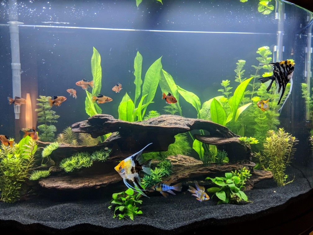 When setting up an aquarium, many people focus on the tank, fish, and decorations—but overlook one crucial component: gravel for fish tank setups. At first glance, gravel might seem purely decorative, but it plays a far bigger role. It influences your tank’s water chemistry, supports beneficial bacteria, anchors plants, and shapes the entire look of your aquatic world. Whether you’re a beginner or a hobbyist looking to upgrade, this guide walks you through everything you need to know about fish tank gravel—from choosing the right type to maintaining it properly. Why Gravel Matters in Your Fish Tank Gravel does a lot more than make your tank look pretty. It serves as the foundation of your aquarium’s ecosystem. Key Benefits of Using Gravel: Biological Filtration: Gravel houses beneficial bacteria that break down fish waste and uneaten food. Aesthetic Appeal: Available in natural and vibrant colors to match your tank’s theme. Anchoring Plants: Essential for securing live or artificial plants. Comfort for Bottom Dwellers: Fish like corydoras and loaches love to sift and burrow. Prevents Cloudy Water: Unlike bare-bottom tanks, gravel traps debris at the bottom, reducing particles floating around. Types of Gravel for Fish Tank Setups Gravel isn’t one-size-fits-all. The right type depends on your tank type, fish species, and whether you have live plants. 1. Standard Aquarium Gravel Medium-sized, rounded stones Comes in natural or bright colors Easy to clean and ideal for most freshwater tanks Best for: Beginner tanks, artificial plant setups, community fish. 2. Pea Gravel Slightly larger than standard gravel Natural-looking and smooth Less likely to trap waste Best for: Goldfish tanks or tanks with larger species. 3. Gravel for Planted Tanks (Nutrient-Rich) Specially designed with nutrients like iron and potassium Promotes healthy root growth for live plants Best for: Aquascaped tanks or tanks with rooted plants like Amazon swords. 4. Sand vs. Gravel While not gravel, sand is often compared. Feature Gravel Sand Cleaning Easier Tricky—can compact Bacteria Growth Excellent Moderate Fish Compatibility Most species Best for bottom-feeders Aesthetic Rocky, colorful Soft, smooth look Tip: You can even mix fine gravel with sand for a hybrid look. Choosing the Right Gravel for Fish Tank Before you purchase a bag of gravel, consider the following factors: 1. Fish Type Some fish prefer finer gravel, others do better with larger grains. Bottom-dwellers (loaches, corydoras): Soft, smooth gravel to protect their barbels. Goldfish: Larger gravel reduces the risk of accidental swallowing. Planted tanks: Fine gravel or plant substrate blends are best. 2. Tank Size Smaller tanks look better with finer gravel, while large tanks can handle chunkier varieties. 3. Color Choose natural tones (browns, grays) for a realistic look or vibrant colors for fun, kid-friendly tanks. Note: Bright colors can reflect light and stress some fish, especially in low-light setups. 4. Material Stick to aquarium-safe gravel only—avoid using gravel from construction sites or outdoor landscaping unless properly treated. How Much Gravel Do You Need? A good rule of thumb is 1 to 2 pounds of gravel per gallon of water. For example: 10-gallon tank: 10–20 lbs of gravel 20-gallon tank: 20–40 lbs Depth Tip: 1 to 2 inches is ideal for fish-only tanks. Go up to 3 inches if planting live flora. How to Prepare Gravel Before Adding to Your Tank Even if labeled "pre-washed," you should always rinse gravel to remove dust or debris. Steps: Pour gravel into a large bucket. Rinse with cold water. Swirl with your hand until the water runs clear. Drain completely before placing it in your tank. Never use soap or chemicals—they’re toxic to fish. Decorating with Gravel for Fish Tank Flair Gravel doesn’t have to be plain or boring. Use it to enhance your overall tank design: Design Ideas: Layered Look: Combine two colors (dark back, light front) for depth. Pathways: Use light gravel to create a “river” through darker substrate. Gravel & Stones: Pair with natural rocks for a mountain-scape feel. Color Blocking: Use colored gravel in sections for a bold, artistic look. Keep decorations stable so fish can’t move or knock them over. Maintenance Tips for Gravel To keep your tank healthy and clean, maintain your gravel regularly. Weekly: Use a gravel vacuum to remove waste and food particles. Stir gravel gently to prevent gas build-up (especially in deeper beds). Monthly: Deep-clean one-third of the gravel using tank water. Tip: Never clean all gravel at once—preserve beneficial bacteria. Common Mistakes to Avoid with Gravel Let’s help you avoid the biggest pitfalls: Skipping the rinse: Dirty gravel clouds the tank. Overstocking substrate: Too deep = trapped waste and harmful gases. Wrong type for your fish: Sharp gravel can harm sensitive species. Ignoring water flow: Fine gravel may clog filters if too loose. Live Plants and Gravel: Do They Work Together? Absolutely! But not all gravel is plant-friendly. For rooted plants: Choose fine, nutrient-rich gravel. Consider mixing with plant-specific substrates or adding root tabs. Anchor plants properly to prevent them from floating up. Best plants for gravel tanks: Java fern Anubias Amazon sword Vallisneria These species don’t need deep planting and thrive with minimal substrate. Gravel vs. Bare-Bottom Tanks Some aquarists choose bare-bottom tanks for easy cleaning, especially in breeding or hospital tanks. Gravel Pros: Looks natural and vibrant Supports bacteria and plant life Enhances fish behavior Bare-Bottom Pros: Easy to clean and spot waste Ideal for breeding tanks or temporary setups Ultimately, using gravel adds aesthetic appeal and biological benefits—but it comes with a bit more maintenance. Final Thoughts: Setting the Foundation Right Choosing the right gravel for fish tank setups is about much more than picking a color. It’s about creating a healthy environment for your fish, designing a visually appealing tank, and supporting beneficial bacteria and plants. With the right gravel, you lay the groundwork—literally—for a thriving aquarium. From functional support to visual impact, it’s one of the most important decisions in your tank-building journey. Take your time. Choose wisely. Rinse well. And enjoy watching your aquatic world come to life.