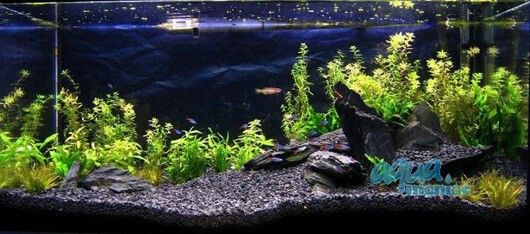 When setting up an aquarium, many people focus on the tank, fish, and decorations—but overlook one crucial component: gravel for fish tank setups.
At first glance, gravel might seem purely decorative, but it plays a far bigger role. It influences your tank’s water chemistry, supports beneficial bacteria, anchors plants, and shapes the entire look of your aquatic world.
Whether you’re a beginner or a hobbyist looking to upgrade, this guide walks you through everything you need to know about fish tank gravel—from choosing the right type to maintaining it properly.
Why Gravel Matters in Your Fish Tank
Gravel does a lot more than make your tank look pretty. It serves as the foundation of your aquarium’s ecosystem.
Key Benefits of Using Gravel:
Biological Filtration: Gravel houses beneficial bacteria that break down fish waste and uneaten food.
Aesthetic Appeal: Available in natural and vibrant colors to match your tank’s theme.
Anchoring Plants: Essential for securing live or artificial plants.
Comfort for Bottom Dwellers: Fish like corydoras and loaches love to sift and burrow.
Prevents Cloudy Water: Unlike bare-bottom tanks, gravel traps debris at the bottom, reducing particles floating around.
Types of Gravel for Fish Tank Setups
Gravel isn’t one-size-fits-all. The right type depends on your tank type, fish species, and whether you have live plants.
1. Standard Aquarium Gravel
Medium-sized, rounded stones
Comes in natural or bright colors
Easy to clean and ideal for most freshwater tanks
Best for: Beginner tanks, artificial plant setups, community fish.
2. Pea Gravel
Slightly larger than standard gravel
Natural-looking and smooth
Less likely to trap waste
Best for: Goldfish tanks or tanks with larger species.
3. Gravel for Planted Tanks (Nutrient-Rich)
Specially designed with nutrients like iron and potassium
Promotes healthy root growth for live plants
Best for: Aquascaped tanks or tanks with rooted plants like Amazon swords.
4. Sand vs. Gravel
While not gravel, sand is often compared.
Feature Gravel Sand
Cleaning Easier Tricky—can compact
Bacteria Growth Excellent Moderate
Fish Compatibility Most species Best for bottom-feeders
Aesthetic Rocky, colorful Soft, smooth look
Tip: You can even mix fine gravel with sand for a hybrid look.
Choosing the Right Gravel for Fish Tank
Before you purchase a bag of gravel, consider the following factors:
1. Fish Type
Some fish prefer finer gravel, others do better with larger grains.
Bottom-dwellers (loaches, corydoras): Soft, smooth gravel to protect their barbels.
Goldfish: Larger gravel reduces the risk of accidental swallowing.
Planted tanks: Fine gravel or plant substrate blends are best.
2. Tank Size
Smaller tanks look better with finer gravel, while large tanks can handle chunkier varieties.
3. Color
Choose natural tones (browns, grays) for a realistic look or vibrant colors for fun, kid-friendly tanks.
Note: Bright colors can reflect light and stress some fish, especially in low-light setups.
4. Material
Stick to aquarium-safe gravel only—avoid using gravel from construction sites or outdoor landscaping unless properly treated.
How Much Gravel Do You Need?
A good rule of thumb is 1 to 2 pounds of gravel per gallon of water.
For example:
10-gallon tank: 10–20 lbs of gravel
20-gallon tank: 20–40 lbs
Depth Tip: 1 to 2 inches is ideal for fish-only tanks. Go up to 3 inches if planting live flora.
How to Prepare Gravel Before Adding to Your Tank
Even if labeled "pre-washed," you should always rinse gravel to remove dust or debris.
Steps:
Pour gravel into a large bucket.
Rinse with cold water.
Swirl with your hand until the water runs clear.
Drain completely before placing it in your tank.
Never use soap or chemicals—they’re toxic to fish.
Decorating with Gravel for Fish Tank Flair
Gravel doesn’t have to be plain or boring. Use it to enhance your overall tank design:
Design Ideas:
Layered Look: Combine two colors (dark back, light front) for depth.
Pathways: Use light gravel to create a “river” through darker substrate.
Gravel & Stones: Pair with natural rocks for a mountain-scape feel.
Color Blocking: Use colored gravel in sections for a bold, artistic look.
Keep decorations stable so fish can’t move or knock them over.
Maintenance Tips for Gravel
To keep your tank healthy and clean, maintain your gravel regularly.
Weekly:
Use a gravel vacuum to remove waste and food particles.
Stir gravel gently to prevent gas build-up (especially in deeper beds).
Monthly:
Deep-clean one-third of the gravel using tank water.
Tip: Never clean all gravel at once—preserve beneficial bacteria.
Common Mistakes to Avoid with Gravel
Let’s help you avoid the biggest pitfalls:
Skipping the rinse: Dirty gravel clouds the tank.
Overstocking substrate: Too deep = trapped waste and harmful gases.
Wrong type for your fish: Sharp gravel can harm sensitive species.
Ignoring water flow: Fine gravel may clog filters if too loose.
Live Plants and Gravel: Do They Work Together?
Absolutely! But not all gravel is plant-friendly.
For rooted plants:
Choose fine, nutrient-rich gravel.
Consider mixing with plant-specific substrates or adding root tabs.
Anchor plants properly to prevent them from floating up.
Best plants for gravel tanks:
Java fern
Anubias
Amazon sword
Vallisneria
These species don’t need deep planting and thrive with minimal substrate.
Gravel vs. Bare-Bottom Tanks
Some aquarists choose bare-bottom tanks for easy cleaning, especially in breeding or hospital tanks.
Gravel Pros:
Looks natural and vibrant
Supports bacteria and plant life
Enhances fish behavior
Bare-Bottom Pros:
Easy to clean and spot waste
Ideal for breeding tanks or temporary setups
Ultimately, using gravel adds aesthetic appeal and biological benefits—but it comes with a bit more maintenance.
Final Thoughts: Setting the Foundation Right
Choosing the right gravel for fish tank setups is about much more than picking a color. It’s about creating a healthy environment for your fish, designing a visually appealing tank, and supporting beneficial bacteria and plants.
With the right gravel, you lay the groundwork—literally—for a thriving aquarium. From functional support to visual impact, it’s one of the most important decisions in your tank-building journey.
Take your time. Choose wisely. Rinse well. And enjoy watching your aquatic world come to life.