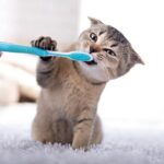 brush cat teeth