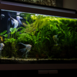 fish tank stand