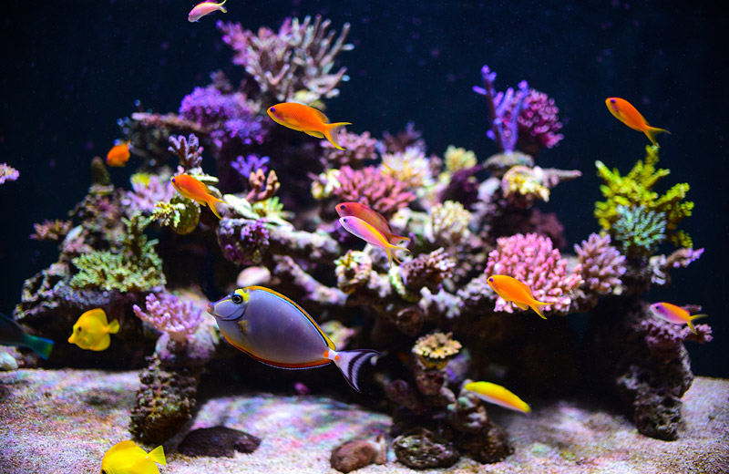 saltwater fish tank​